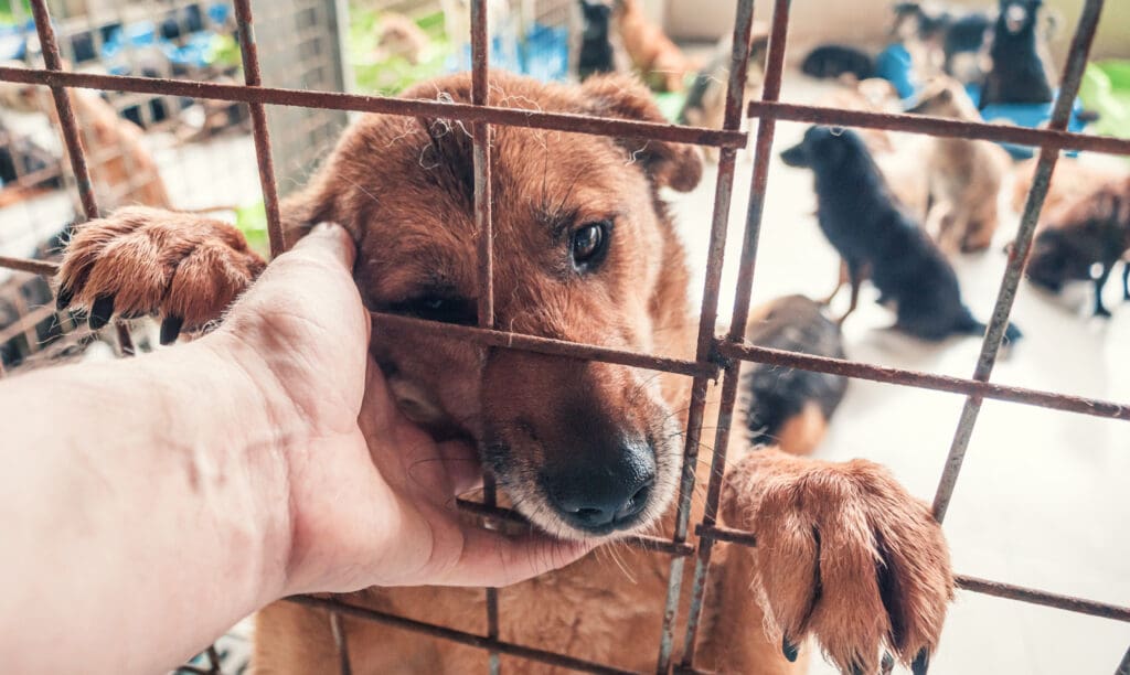 Abandon animal domestique : des solutions pour éviter l'abandon d'un animal domestique sur administrationsfrancaises.fr